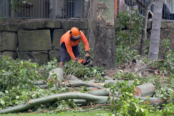 Best Tree Removal for Businesses  in Litchfield, IL